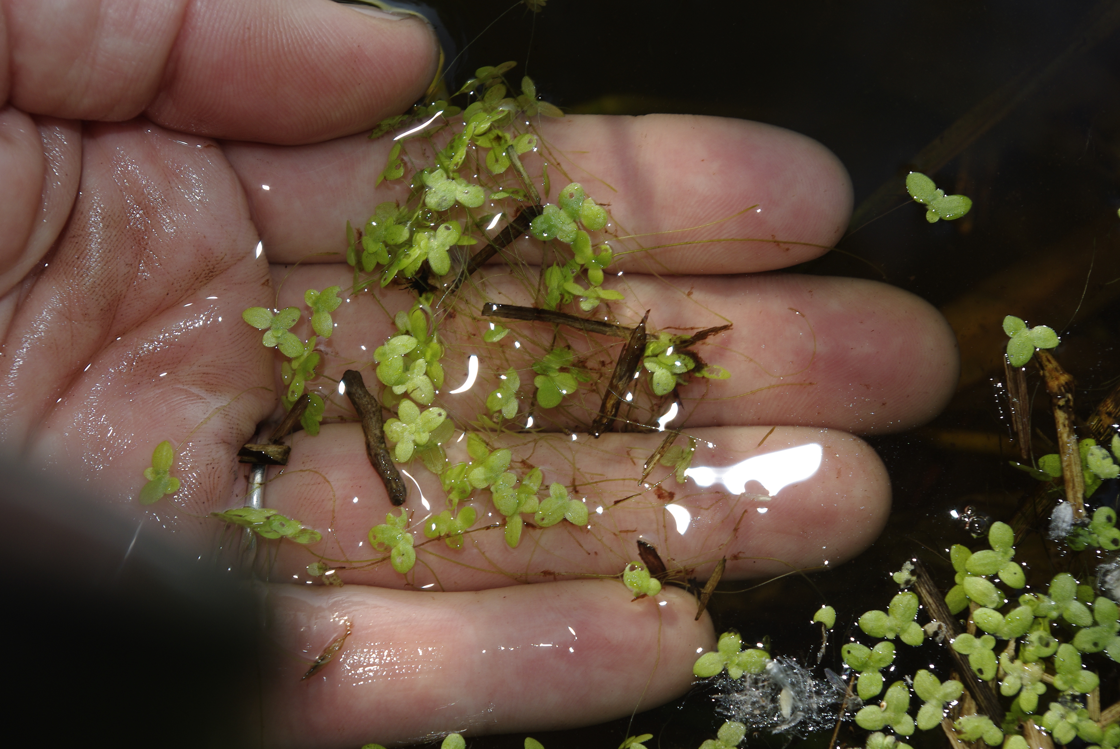 duckweed in hand