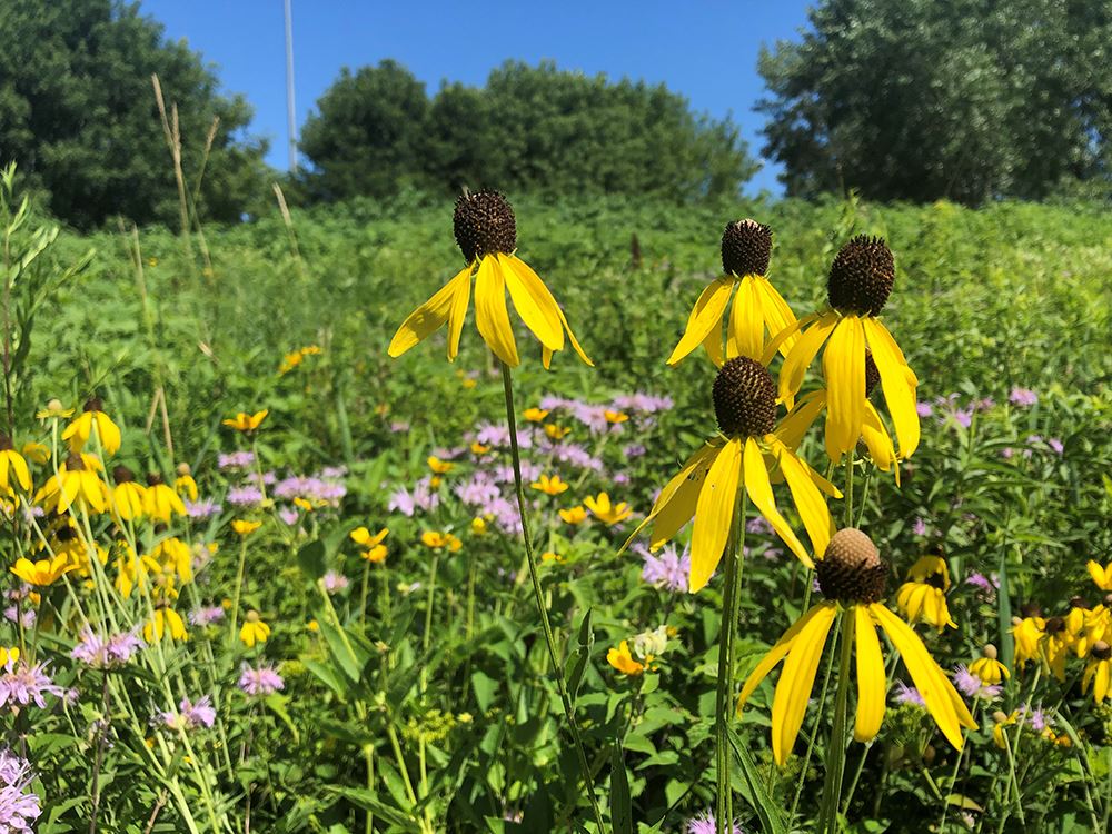 coneflower and landscape