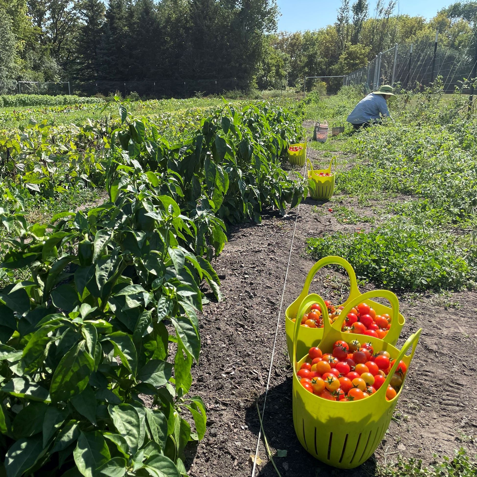 Basket of tomatoes in the garden with worker in the background