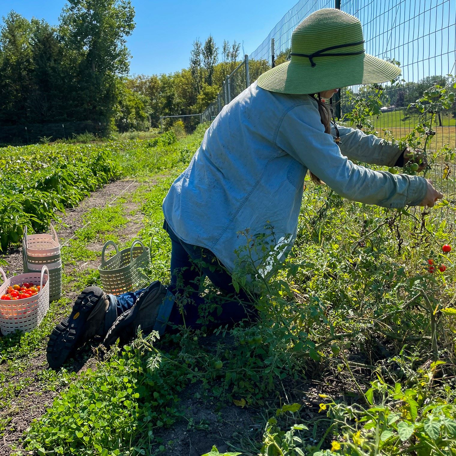 Market Garden Gardener on a sunny day tending to the vegetables