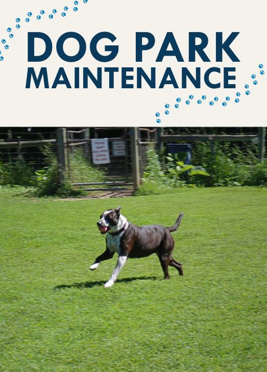 Dog running in the park