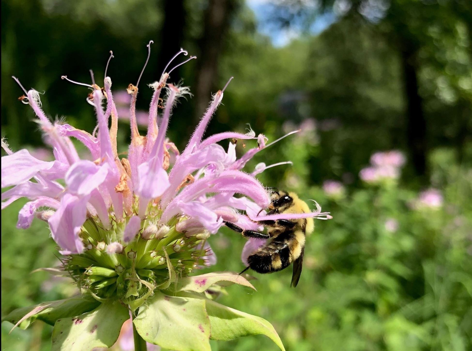 bumble bee on bee balm